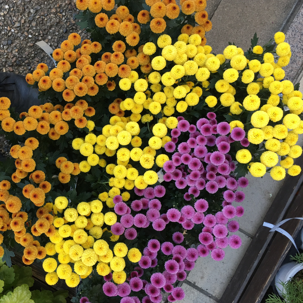 Primrose on the street in Japan