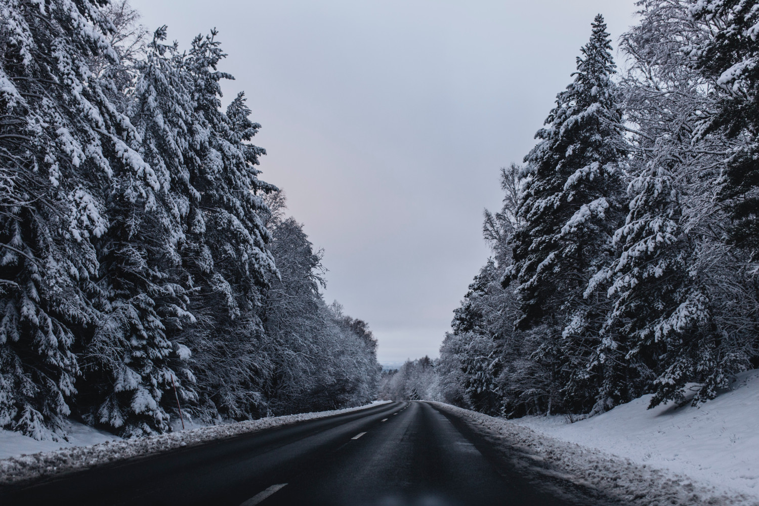 Toll way lined by tall tree covered by snow in Sweden