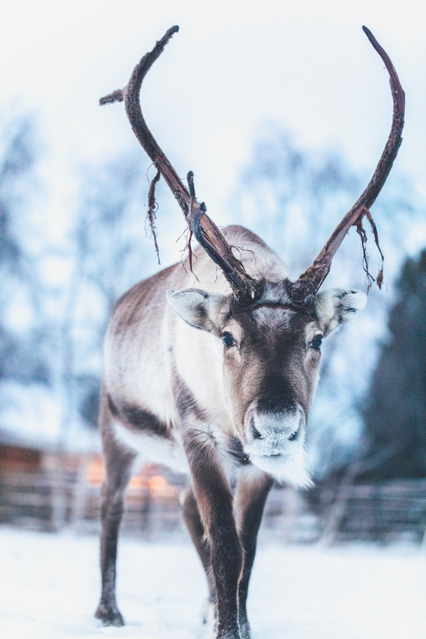 Reindeer