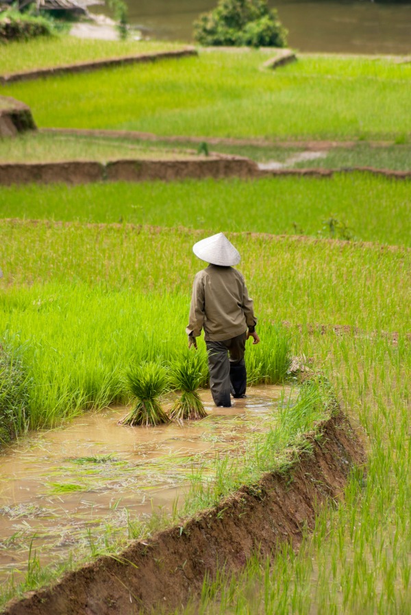 Vietnamese rice farmer