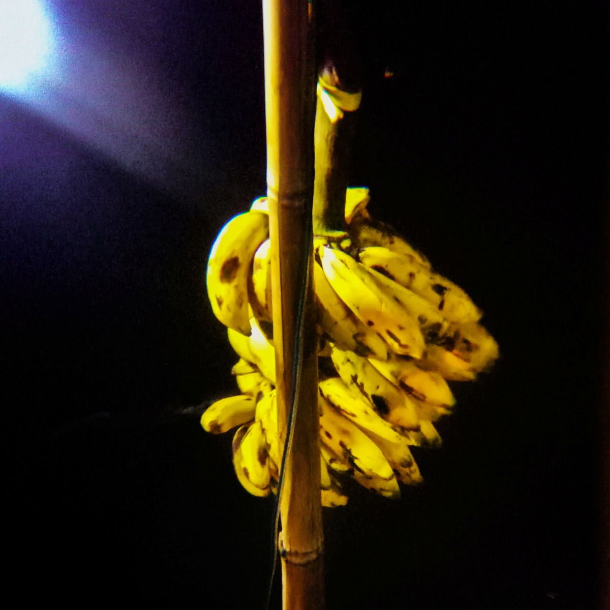 Banana hung on a pole on boat